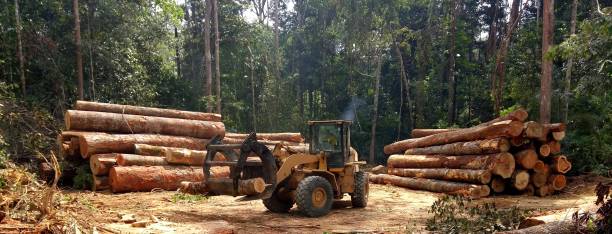 Reliable Lakeview, OH Tree Care Solutions